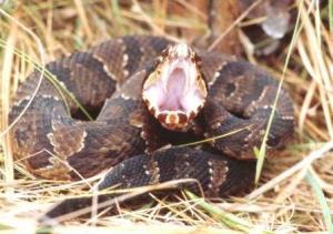 cottonmouth-snake