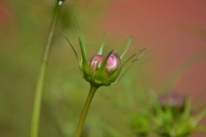 Budding flower