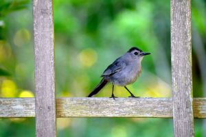 Bird in Garden