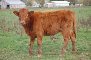 Red_Heifer_J