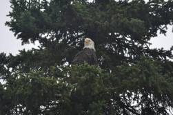 eagle in ak